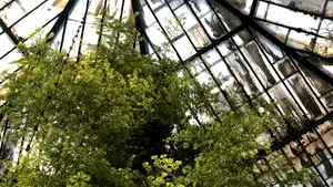 Seră românească unică în lume. A scăpat cu viaţă din două războaie mondiale, a fost închisă de comunişti, dar încă e plină de viaţă