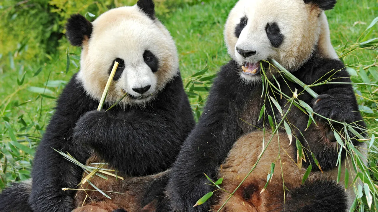 Ultimii doi panda din Japonia pleacă spre China