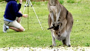 Romanians Benefit From Online Visa System For Australia