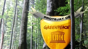 Scrisoare Greenpeace către preşedinte şi CSAT: Aplicaţia „Inspectorul pădurii” nu trebuie închisă