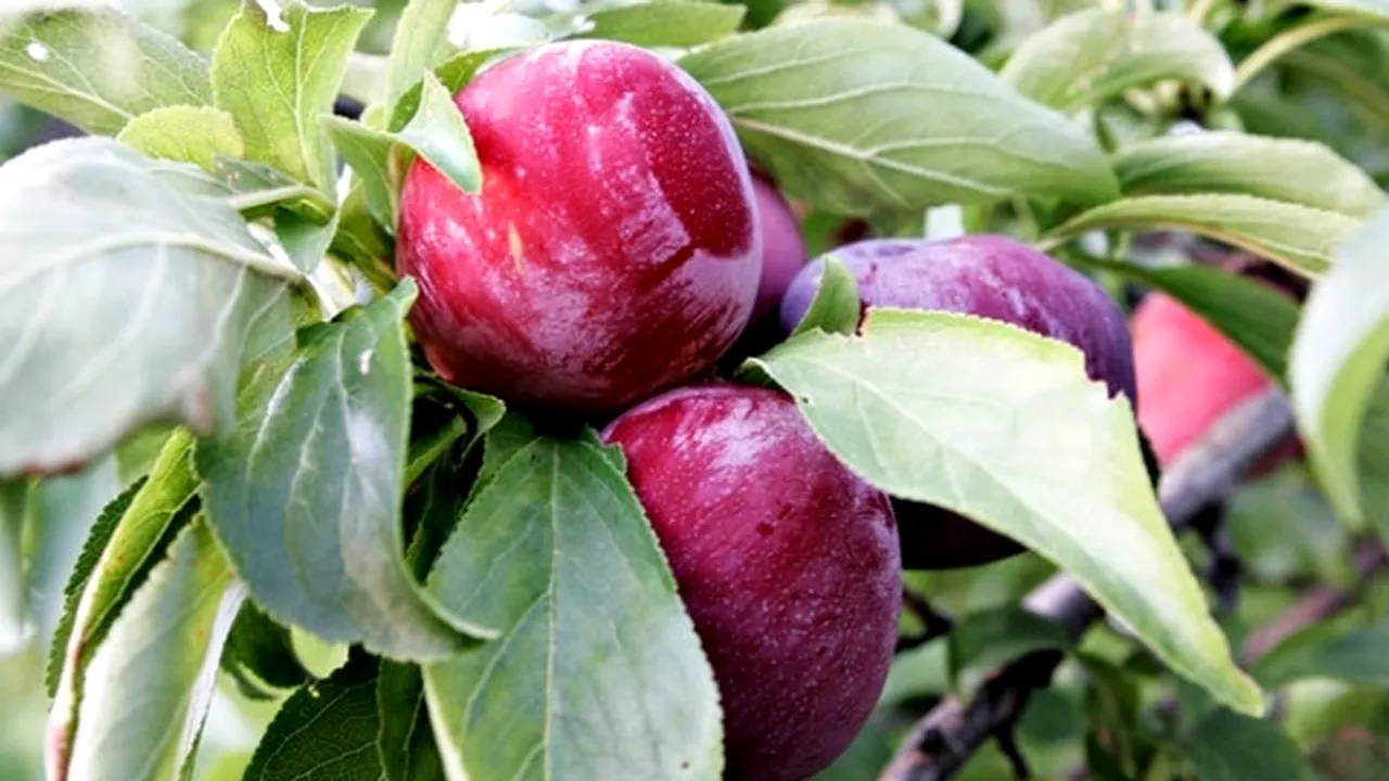 România produce jumătate din cantitatea de prune din UE, dar magiunul sau ţuica nu ajung pe rafturile din supermarketurile locale