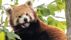 ”Simbol al speranţei” în Marea Britanie. S-a născut un pui de panda roşu, pe cale de dispariţie