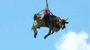 VIDEO | Cu vaca în elicopter