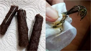 Un nou caz şocant de cruzime împotriva animalelor. Cârnaţi cu cârlige de pescuit în ei au fost împrăştiaţi pe străzi pentru uciderea câinilor şi pisicilor, la Baia Mare