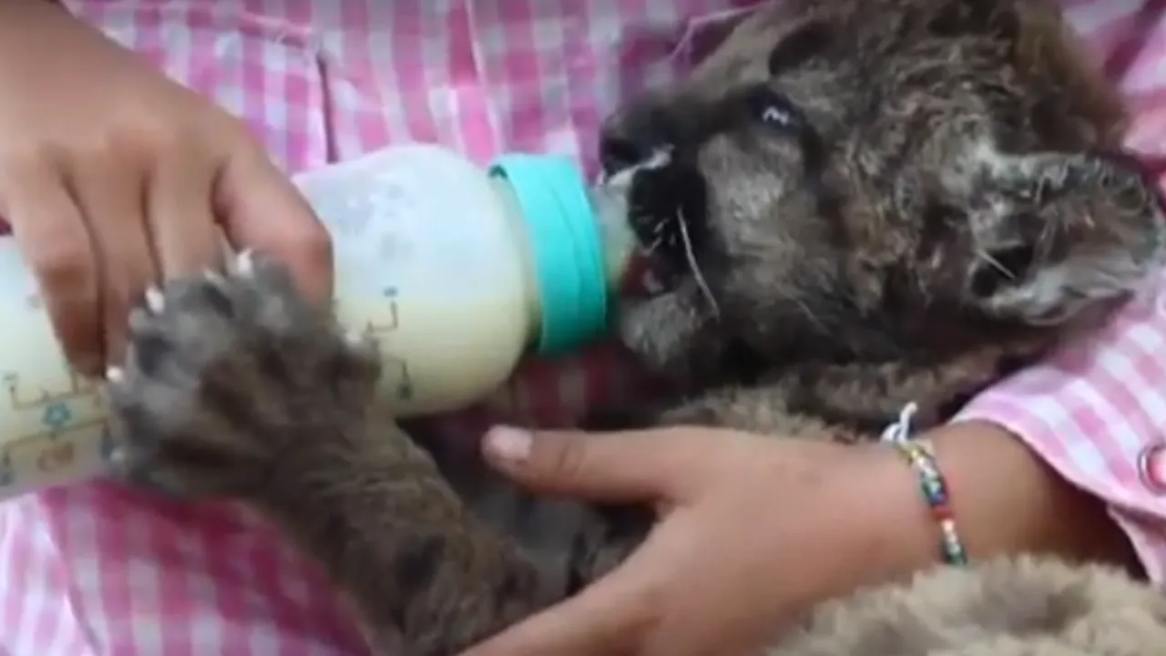 Ce are în comun pandemia cu doi pui de pumă din Mexic? Imaginile i-au înduioşat pe mulţi. VIDEO