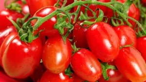 ANSVSA a retras 20 tone de roşii în care s-au găsit depăşiri ale limitei de reziduuri de pesticide