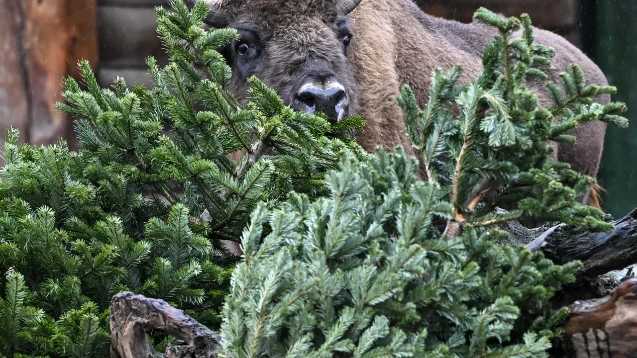 La Grădina Zoologică din Berlin, elefanţii, bizonii şi renii se bucură de un festin special de sărbătoare