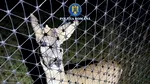 Caz de braconaj în Timiș / Căpriori și mistreți, găsiți în captivitate / Trei bărbați reținuți