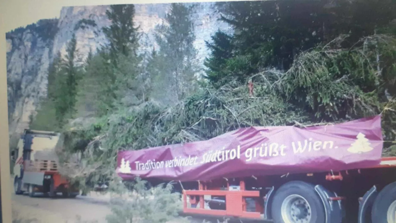 Austria a scos din minţi şi Italia: au tăiat un brad secular pentru un târg de Crăciun; natura a fost vândută persoanelor fizice