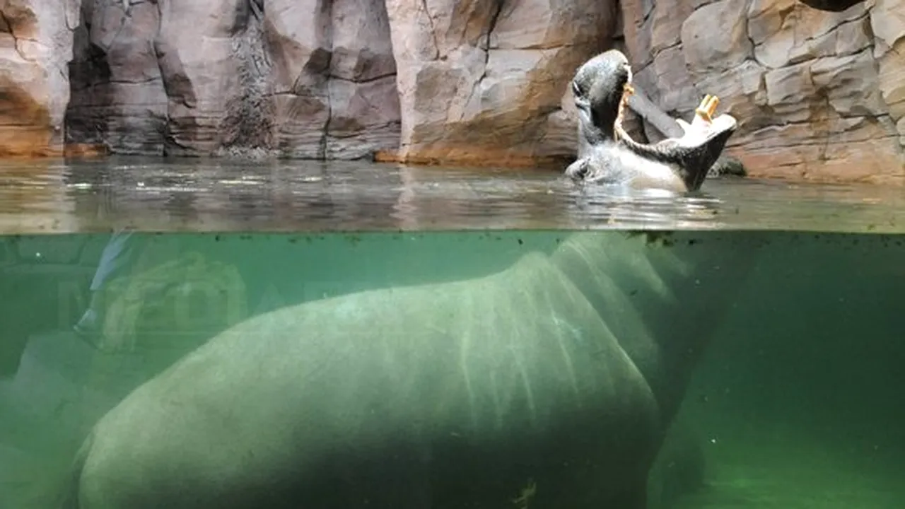 Cel mai bătrân hipopotam din lume a murit la vârsta de 62 de ani, într-o grădină zoologică din SUA