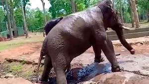 Momentul şocant în care un elefant, legat cu lanţuri, se prăbuşeşte şi moare în faţa mai multor oameni. Imaginile au stârnit revolta iubitorilor de animale | VIDEO