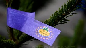 PREŢUL BRADULUI DE CRĂCIUN: În Transilvania, preţul brazilor variază între 10 şi 1.500 de lei, în Alba ei se pot închiria