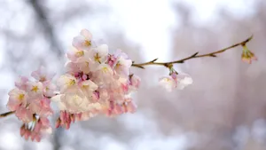 Prognoza pentru 2 săptămâni. Cum va fi vremea de Paștele catolic și cel ortodox