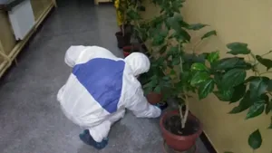 Timişoara: Patronul firmei care a făcut dezinsecţia în „blocul morţii”, unde au decedat o femeie şi doi copii, trimis în judecată