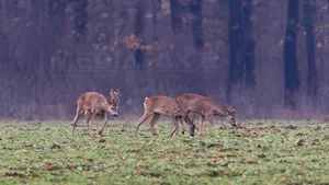 35 de cadavre de căprioare, găsite pe un câmp din judeţul Arad. Animalele ar fi murit otrăvite