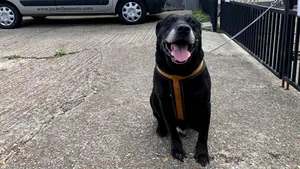 Un câine a fost abandonat de stăpân dintr-un motiv stupid. Mesajul sfâşietor lăsat lângă animal. FOTO