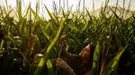 Tendințele inovatoare și tehnologiile de vârf modelează viitorul agriculturii europene