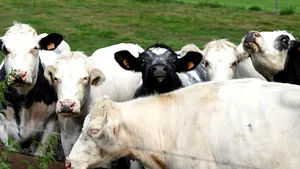 Alertă la granița de vest: ANSVSA a convocat o întâlnire de urgență pe fondul apariției unui focar de febră aftoasă în Ungaria / Măsurile luate de autorități