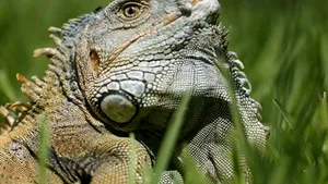Cinci colete cu 500 de iguane verzi, reţinute în vamă la Otopeni