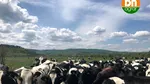 Prețurile laptelui ar putea exploda în viitor, iar cauza sunt schimbările climatice. Vacile dau puțin lapte vara, iar pierderile se recuperează greu și niciodată total