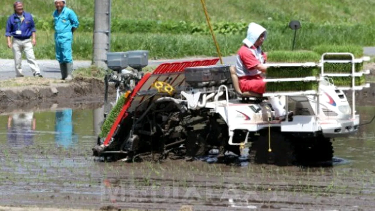 Agricultori japonezi au plantat orez la 15 kilometri de centrala nucleară de la Fukushima