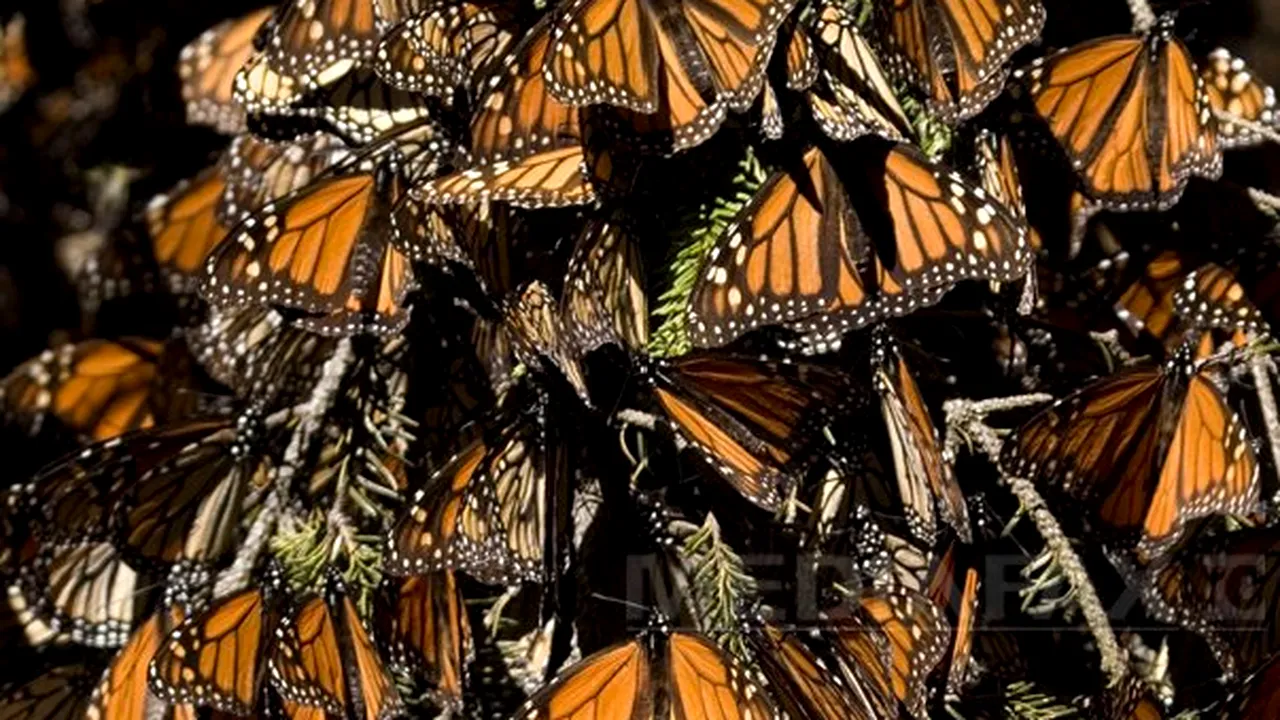 IMAGINI IMPRESIONANTE: 