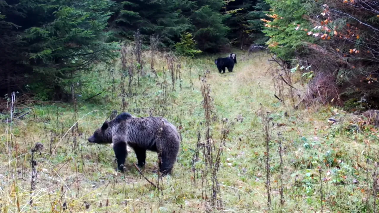 VIDEO Forfotă în Parcul Naţional Piatra Craiului. Pregătirile urşilor pentru hibernare, surprinse de o cameră Romsilva 