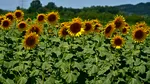 O regiune a Italiei oferă sute de milioane de euro fermierilor
