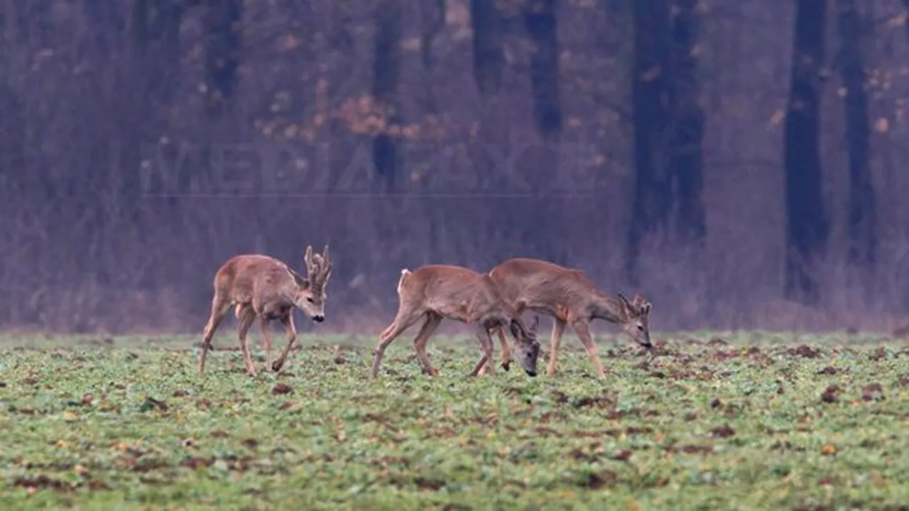 Patru maramureşeni, trimişi în judecată pentru că au împuşcat căprioare 