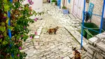 Insula pisicilor are probleme cu… pisicile. Guvernul triplează fondurile pentru sterilizare, dar numărul felinelor crește