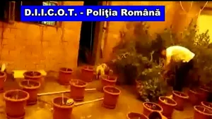 Două persoane au fost reţinute după ce au vândut 1,5 kilograme de canabis - VIDEO