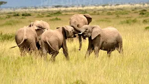 Elefantul are cel mai performant nas din regnul animal