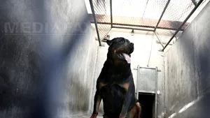 Timiş: Fetiţă de doi ani, la spital după ce a fost muşcată de doi câini Rottweiler, pe stradă