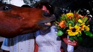 FOTOGRAFII perfecte distruse de apariţii surprinzătoare. Animale care vor în centrul atenţiei - GALERIE FOTO