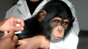 Ce s-a întâmplat cu maimuţele injectate cu vaccinul anti-COVID produs la Oxford după 4 săptămâni de la testare
