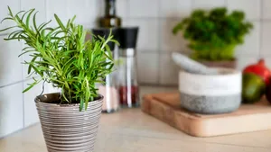 Opt plante aromatice care cresc ușor în grădină sau pe balcon