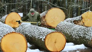 Lemne care ar încăpea în opt sute de vagoane de tren, tăiate ilegal din Bistriţa-Năsăud şi Maramureş