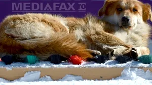 Un miliardar rus a înfiinţat un adăpost pentru câinii maidanezi din Soci