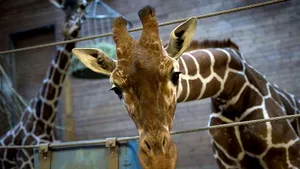 VIDEO Viralul săptămânii. Momentul în care o girafă dă naştere puiului său, urmărit de peste un milion de oameni 