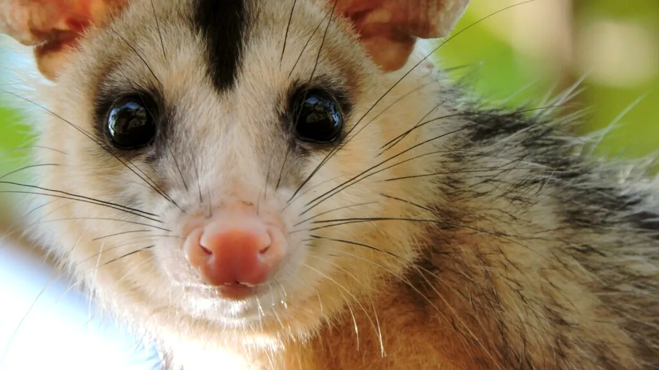 Un oposum, găsit ascuns printre jucării de pluș, într-un magazin de suveniruri din Tasmania