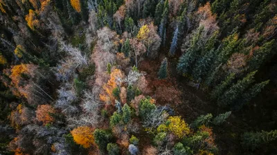 SUSTENABILITATE WSJ: Cel mai mare proprietar de terenuri din America folosește inteligența artificială pentru a digitaliza pădurea