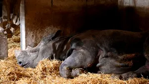 A murit cel mai bătrân rinocer din lume