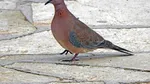 Decizie controversată a guvernului francez: se reia vânătoarea de turturele, specie vulnerabilă în Europa