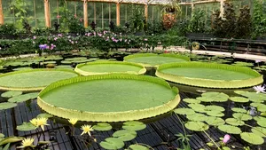 FOTO A fost descoperită o nouă specie de nufăr uriaş. Planta are frunze cu o lăţime de peste 3 metri