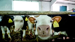 Aproape o treime dintre fabricile de lapte din România s-au închis anul trecut