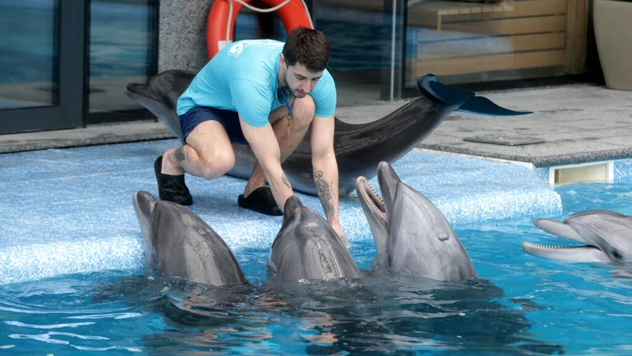 Delfinii dispar din Marea Neagră pe fondul războiului din Ucraina. Ecosistemul, tot mai afectat, avertizează cercetătorii