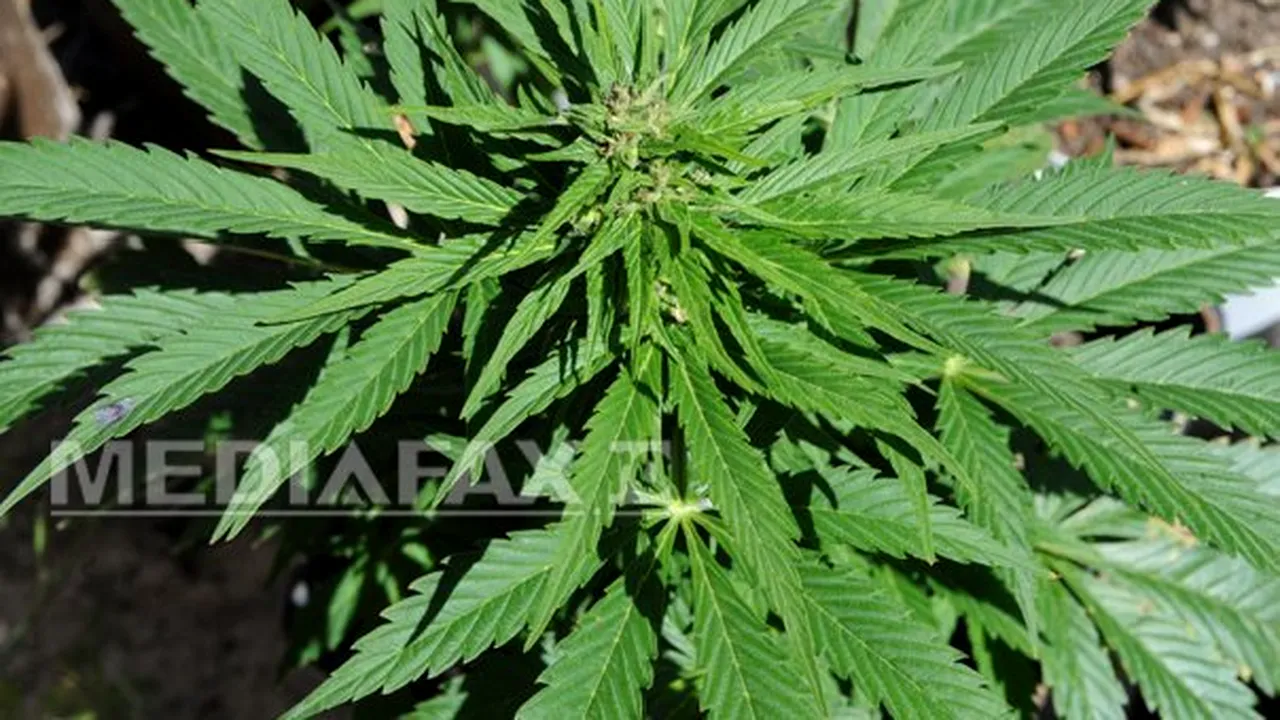 LISTA şefilor de companii care au fumat marijuana sau care s-au pronunţat în favoarea legalizării sale - FOTO