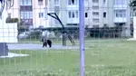 Mesaj RO-Alert în Sibiu, după apariția unui urs în centrul orașului. Animalul a fost tranchilizat