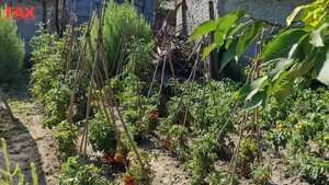 Un nou trend prinde contur în rândul corporatiştilor: mutatul la ţară 