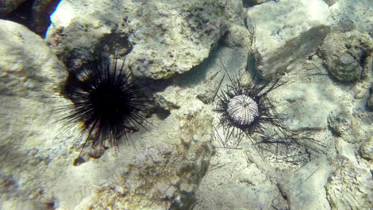 Biologii marini au rezolvat misterul dispariţiei în masă a ariciului de mare cu spin lung
